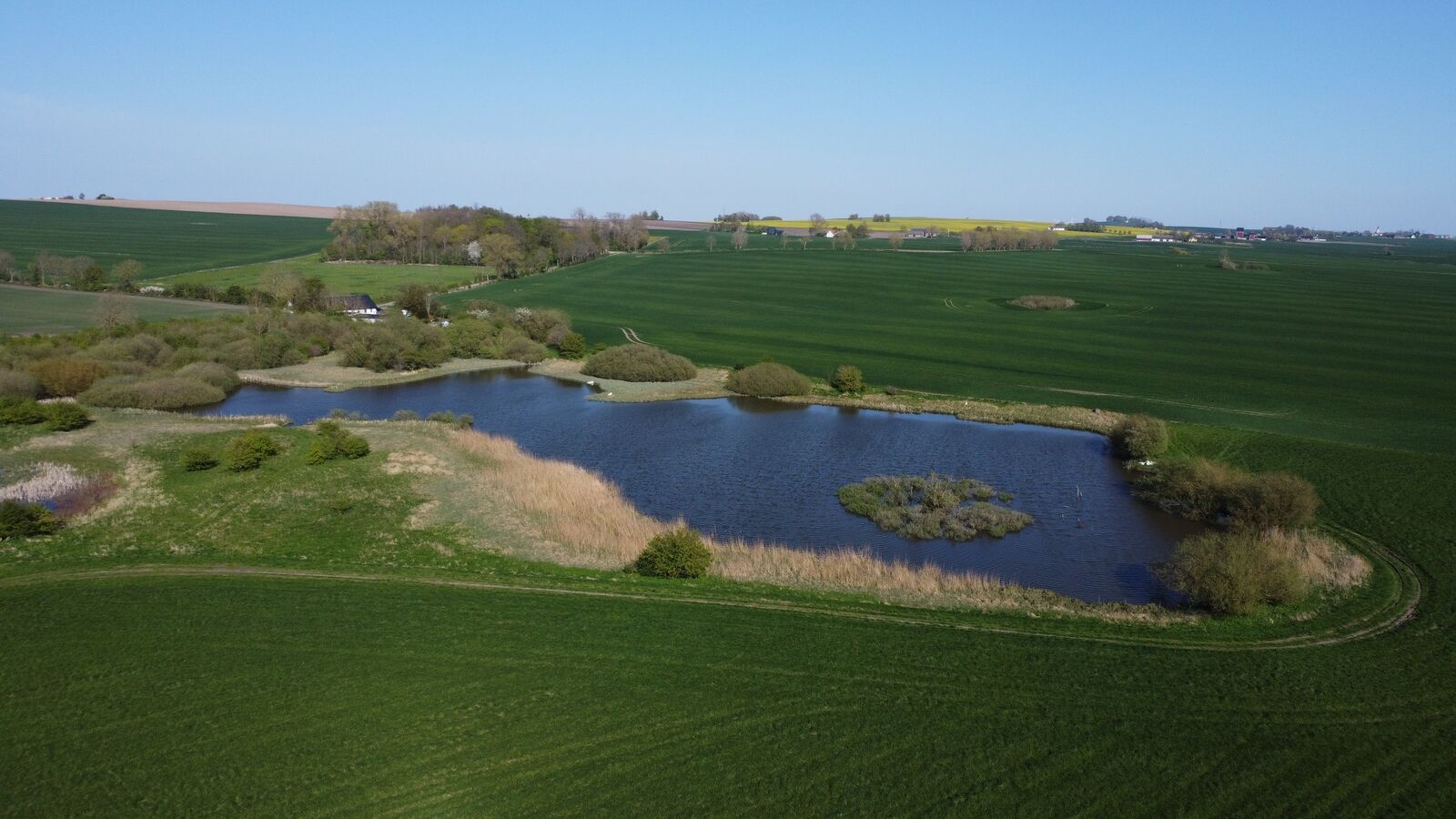 Dammen med vass och holme mitt i det gröna jordbrukslandskapet